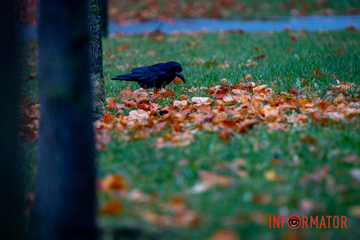 Ворона Ворона