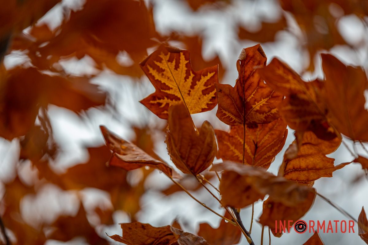 Листья Листья