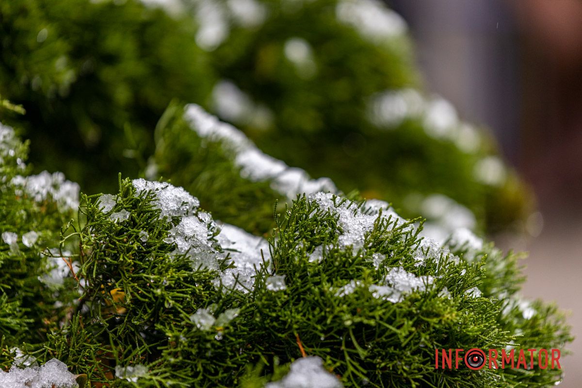 Первый снег на зелени Первый снег на зелени