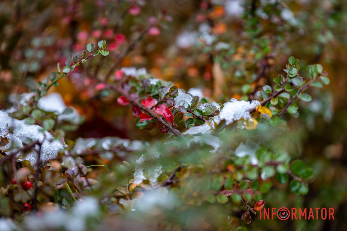 Листья и снег: осень встречается с зимой Листья и снег: осень встречается с зимой