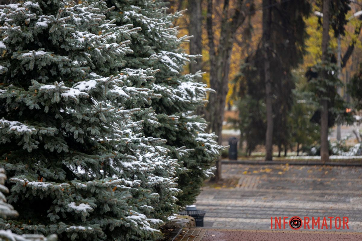 Елки засыпало снегом Елки засыпало снегом