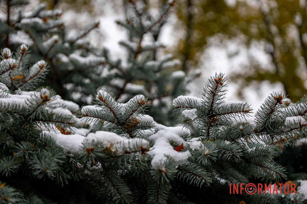 Неожиданное зимнее чудо для города Неожиданное зимнее чудо для города