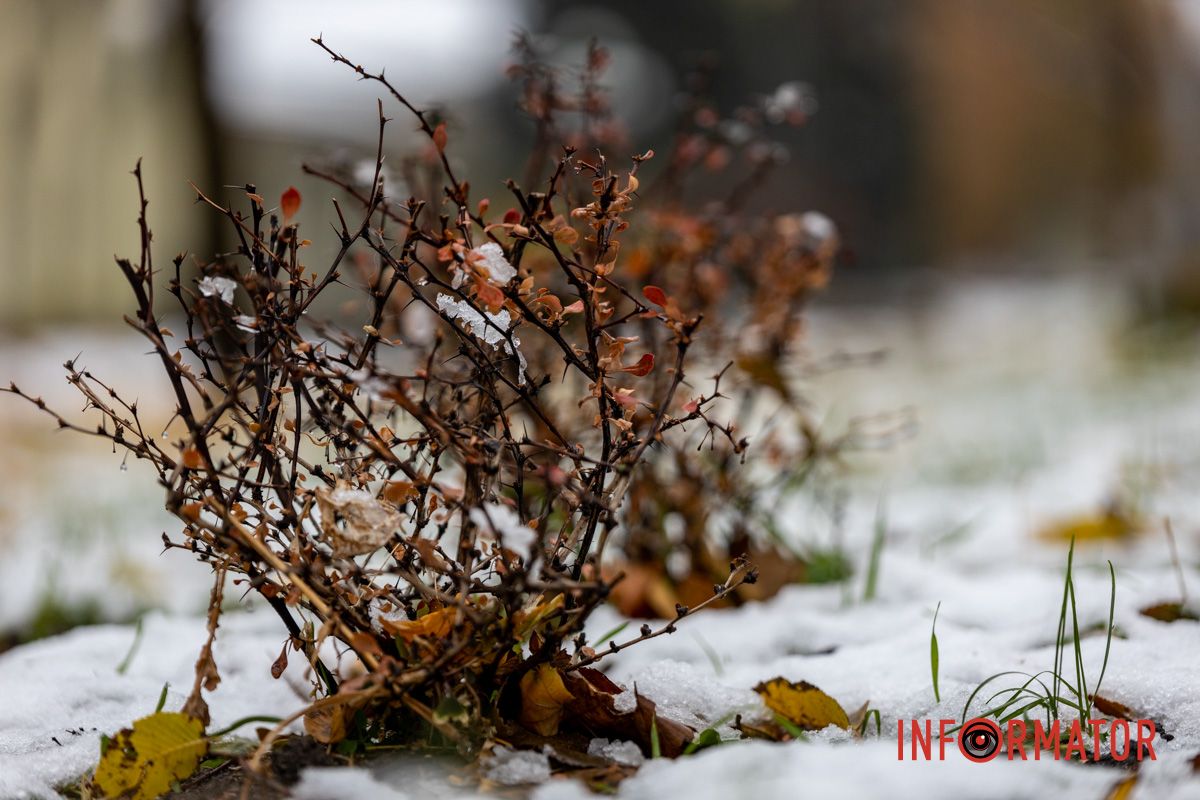 Фото - Дмитрий Дворский Фото - Дмитрий Дворский
