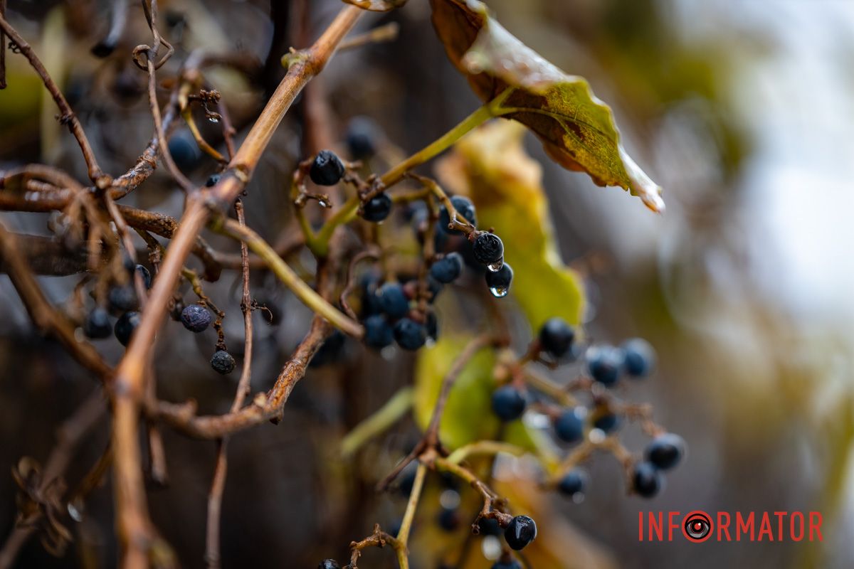 Тонкий слой снега Тонкий слой снега