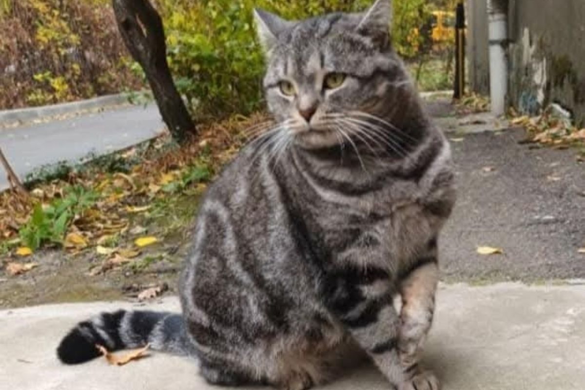 Кошечке нужны тепло, ласка и забота Кошечке нужны тепло, ласка и забота