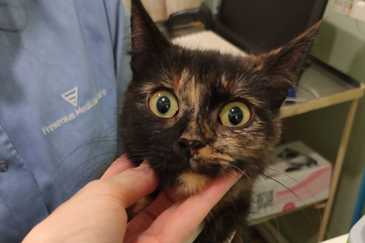 Кошку эвакуировали из зоны боевых действий Кошку эвакуировали из зоны боевых действий