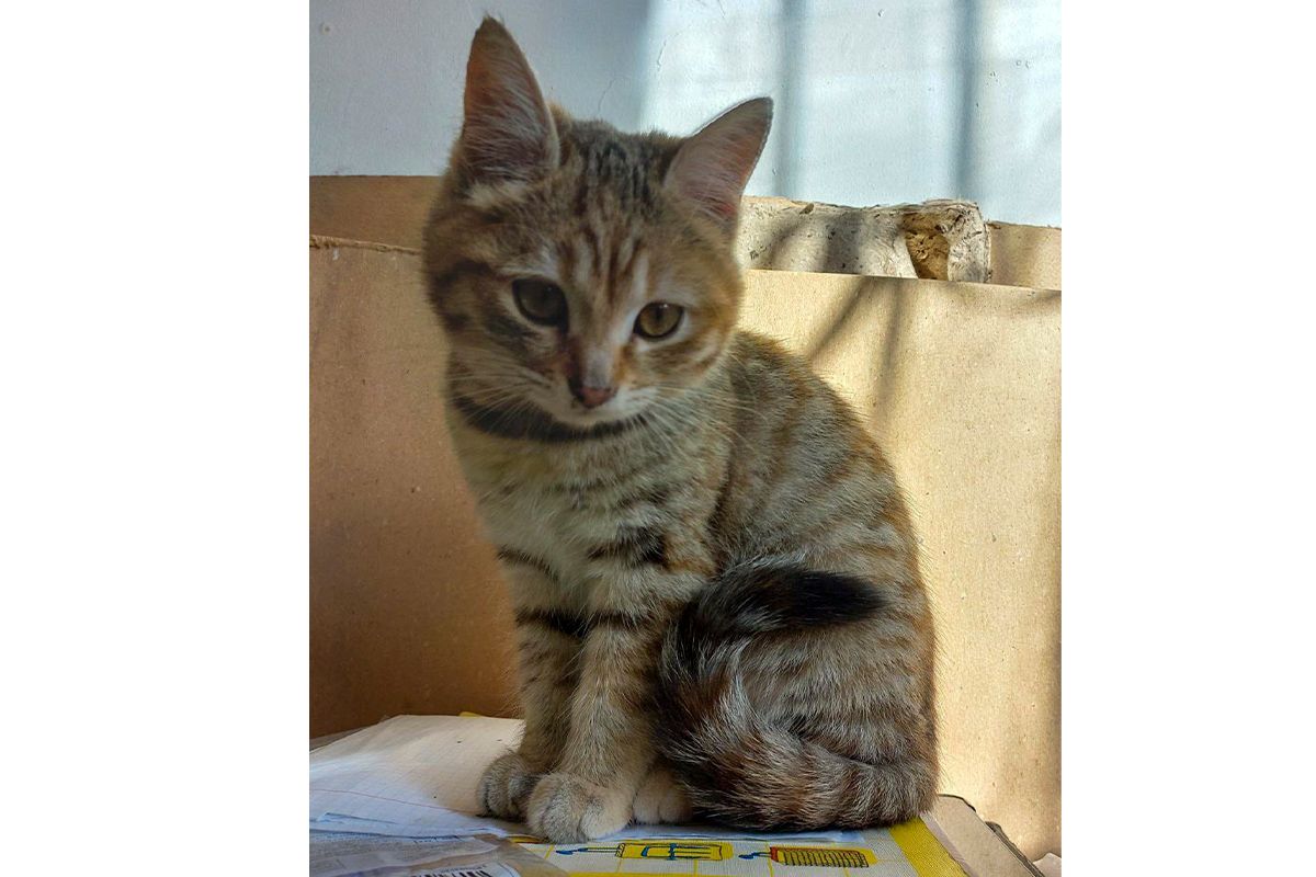 Гарне кошеня