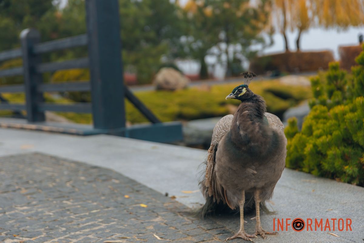 Словно окунул в покрывало: правый берег Днепра покрыл густой туман 10
