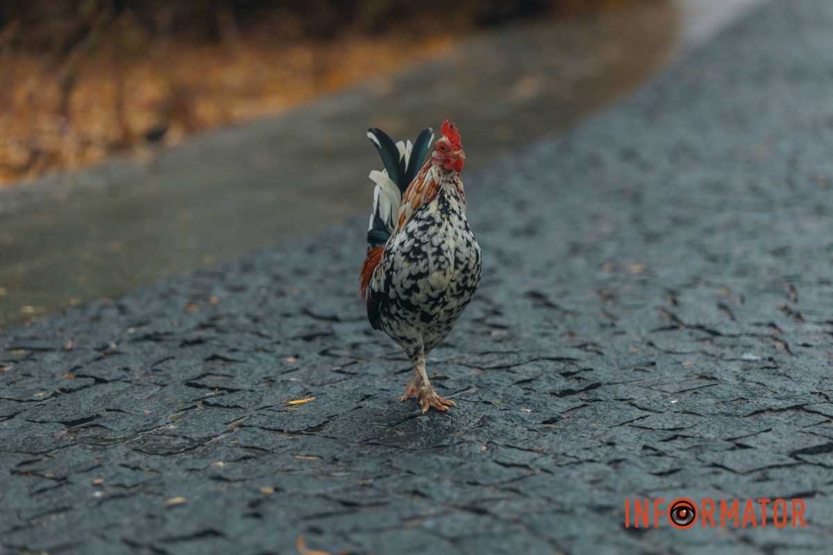 Словно окунул в покрывало: правый берег Днепра покрыл густой туман 14