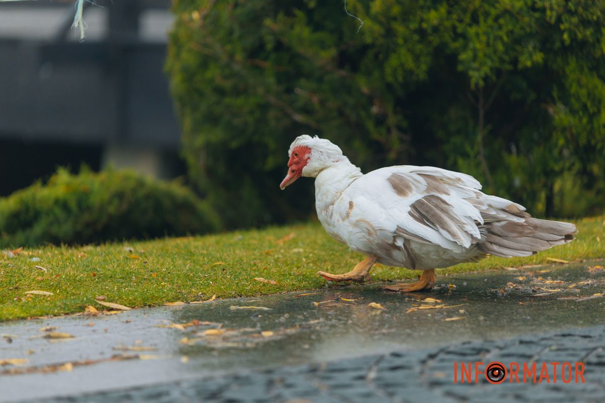 Словно окунул в покрывало: правый берег Днепра покрыл густой туман 11
