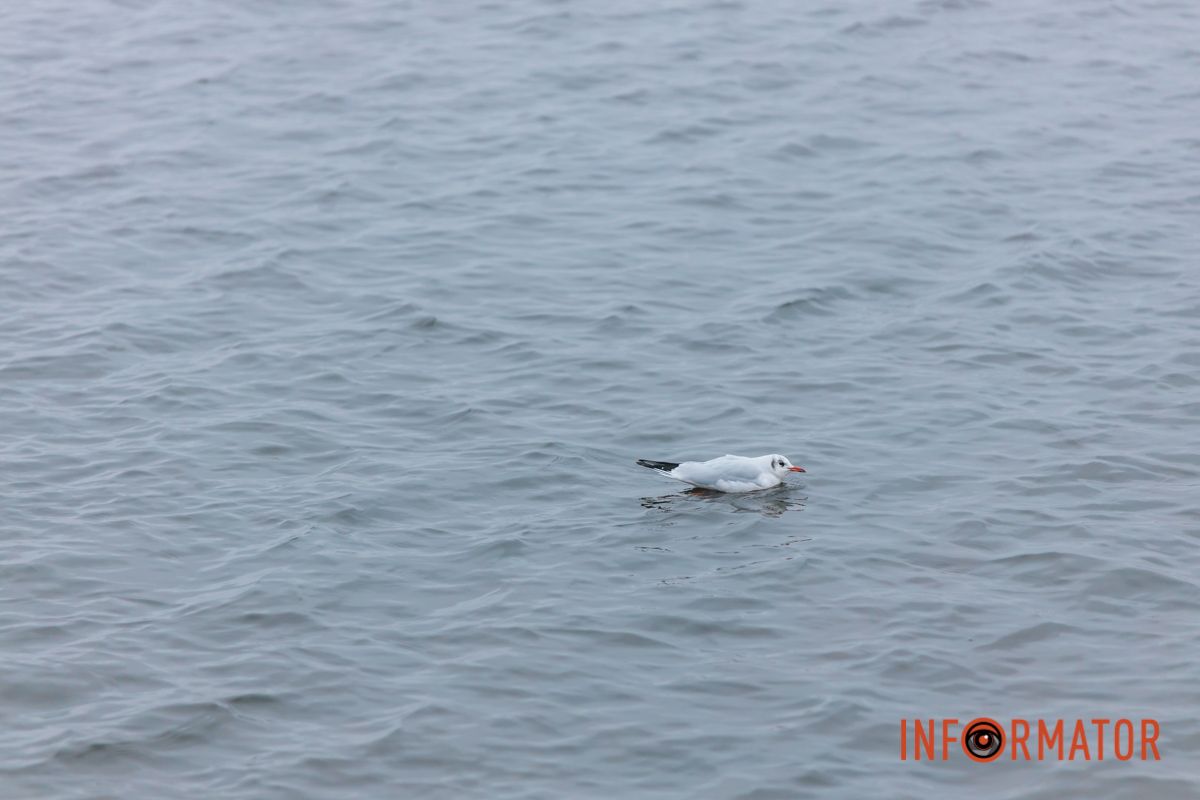 Словно окунул в покрывало: правый берег Днепра покрыл густой туман 19