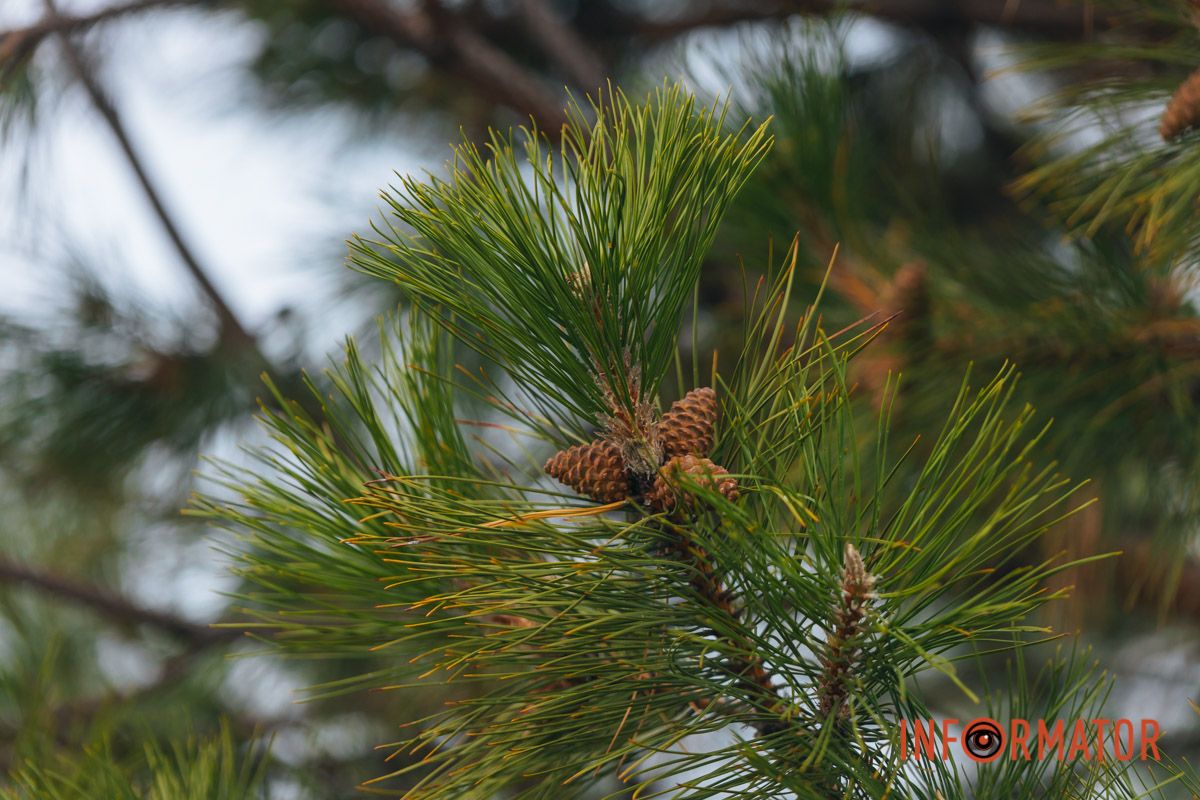 Словно окунул в покрывало: правый берег Днепра покрыл густой туман 22