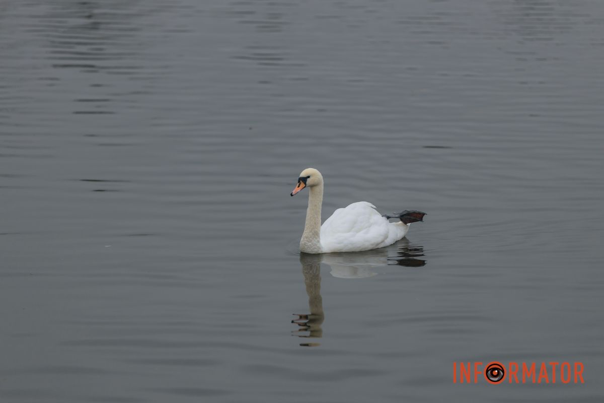 Словно окунул в покрывало: правый берег Днепра покрыл густой туман 23