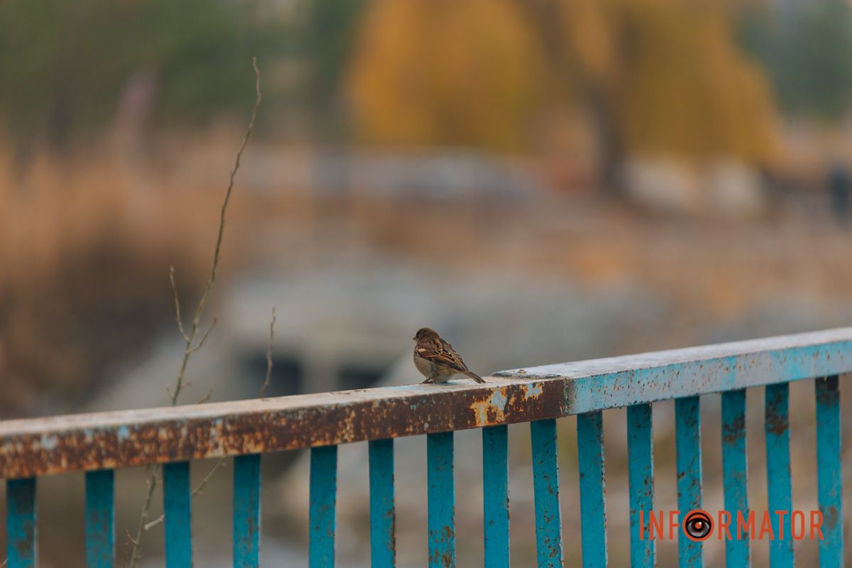 Словно окунул в покрывало: правый берег Днепра покрыл густой туман 31