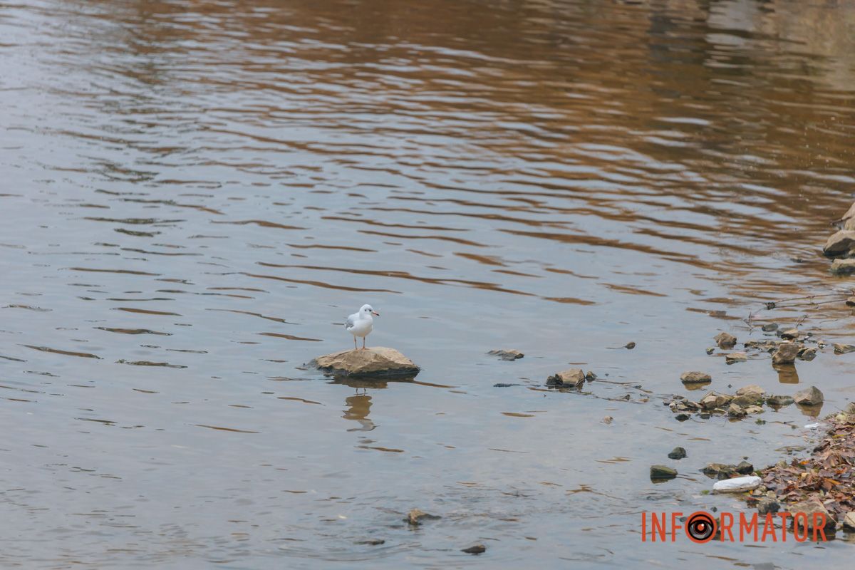 Словно окунул в покрывало: правый берег Днепра покрыл густой туман 36