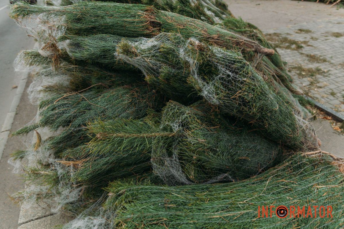 До двох тисяч гривень за дерево: у Дніпрі на проспекті Поля продають ялинки 18