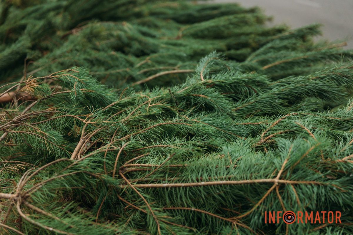 До двох тисяч гривень за дерево: у Дніпрі на проспекті Поля продають ялинки 19