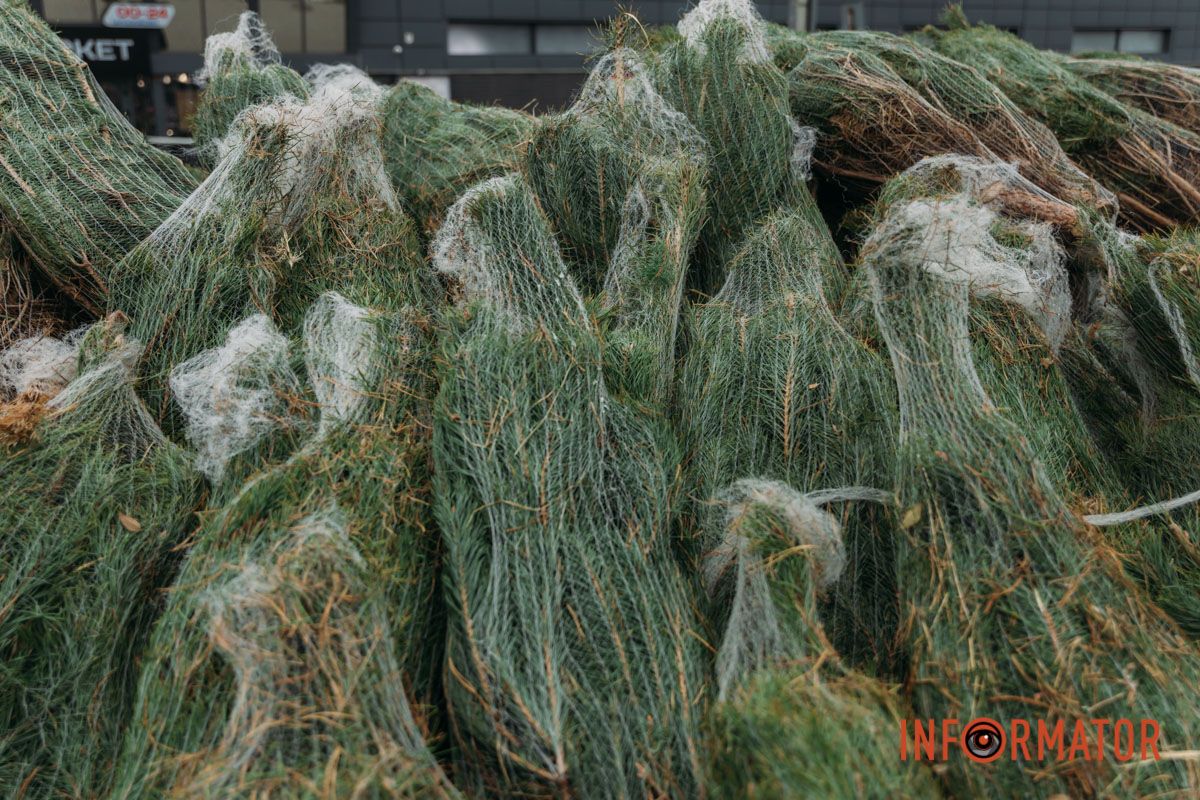 До двох тисяч гривень за дерево: у Дніпрі на проспекті Поля продають ялинки 1
