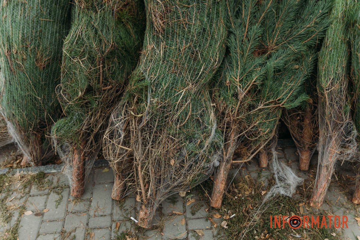 До двох тисяч гривень за дерево: у Дніпрі на проспекті Поля продають ялинки 2