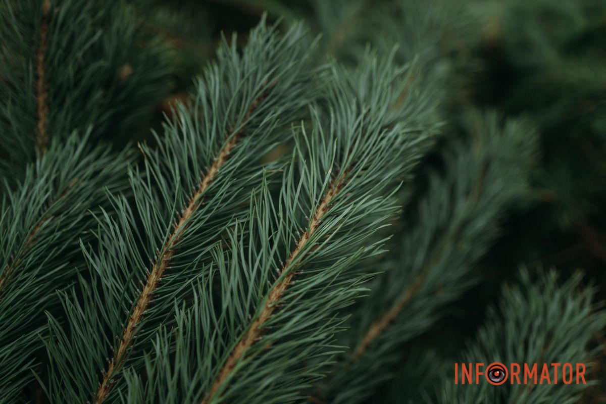 До двох тисяч гривень за дерево: у Дніпрі на проспекті Поля продають ялинки 4