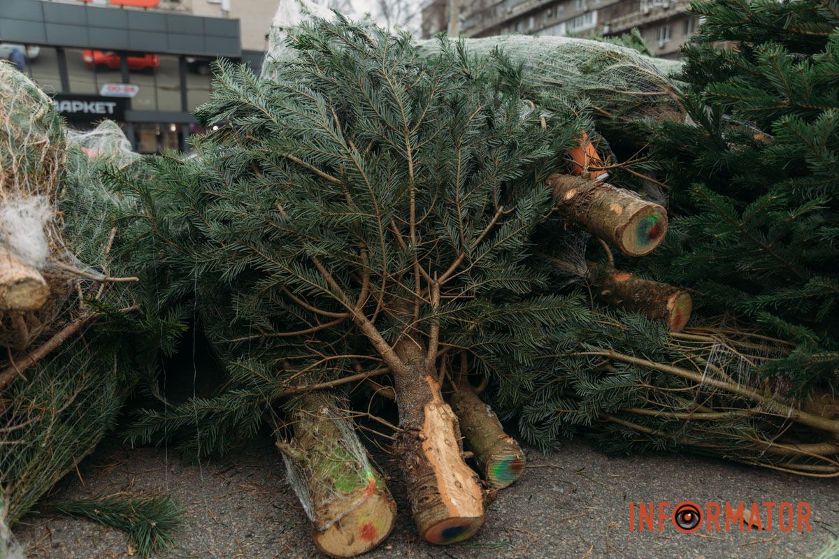 До двох тисяч гривень за дерево: у Дніпрі на проспекті Поля продають ялинки 3