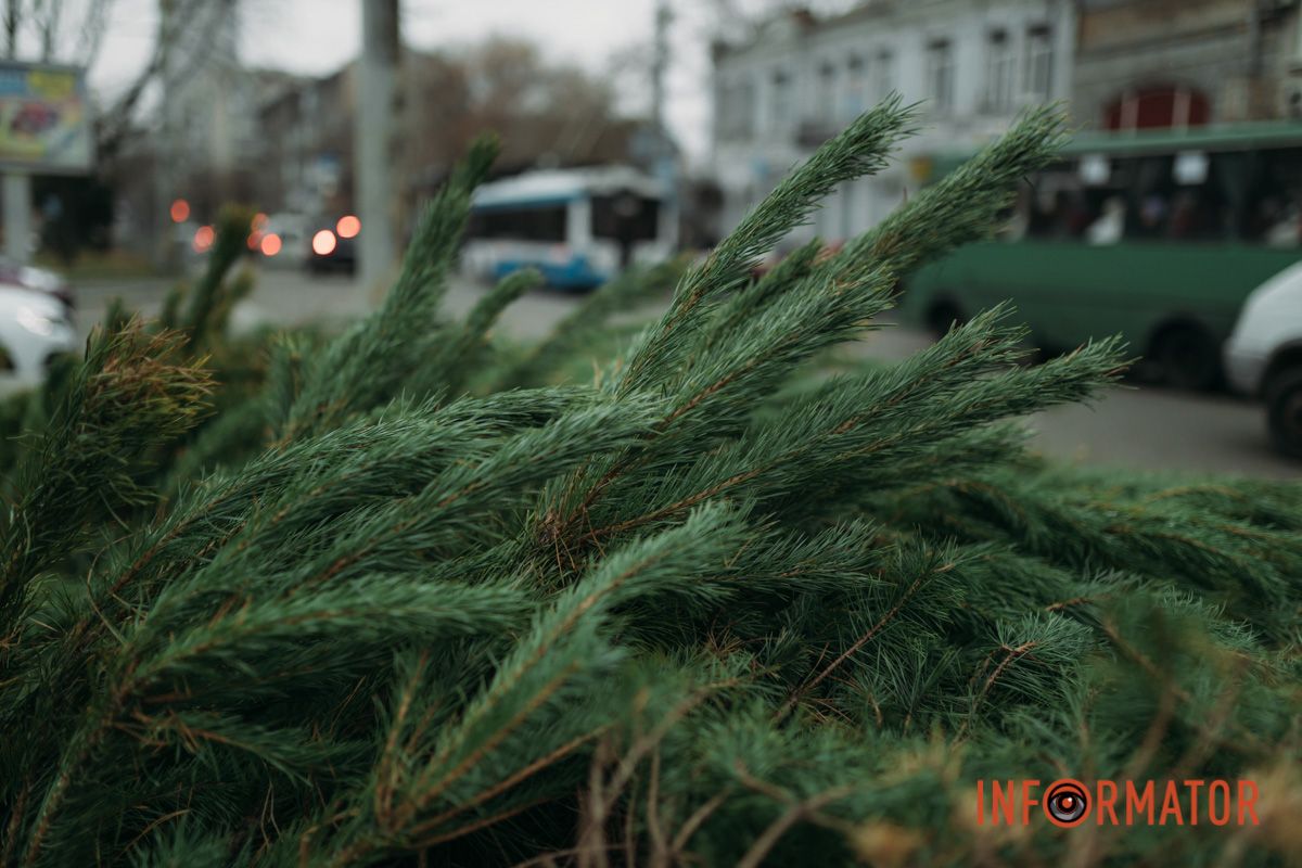 До двох тисяч гривень за дерево: у Дніпрі на проспекті Поля продають ялинки 5