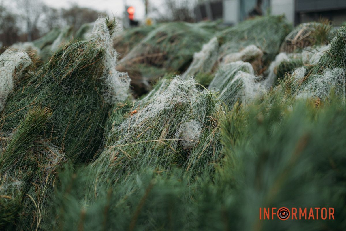До двох тисяч гривень за дерево: у Дніпрі на проспекті Поля продають ялинки 9