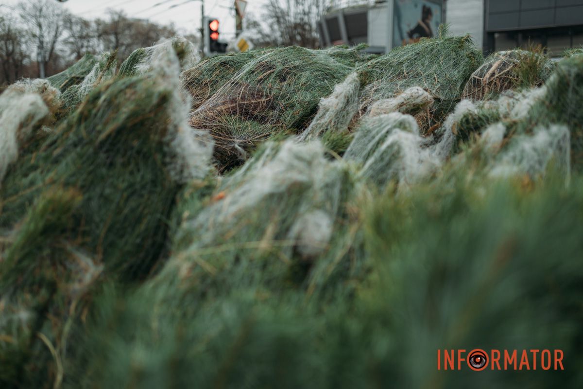 До двох тисяч гривень за дерево: у Дніпрі на проспекті Поля продають ялинки 8