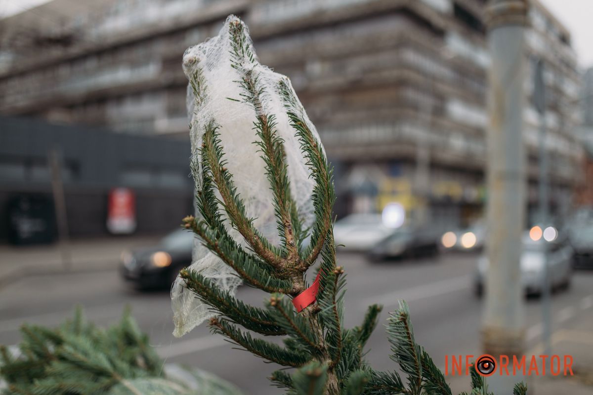 До двох тисяч гривень за дерево: у Дніпрі на проспекті Поля продають ялинки 7