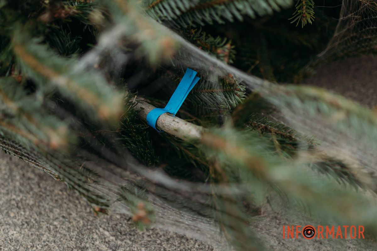 До двох тисяч гривень за дерево: у Дніпрі на проспекті Поля продають ялинки 6
