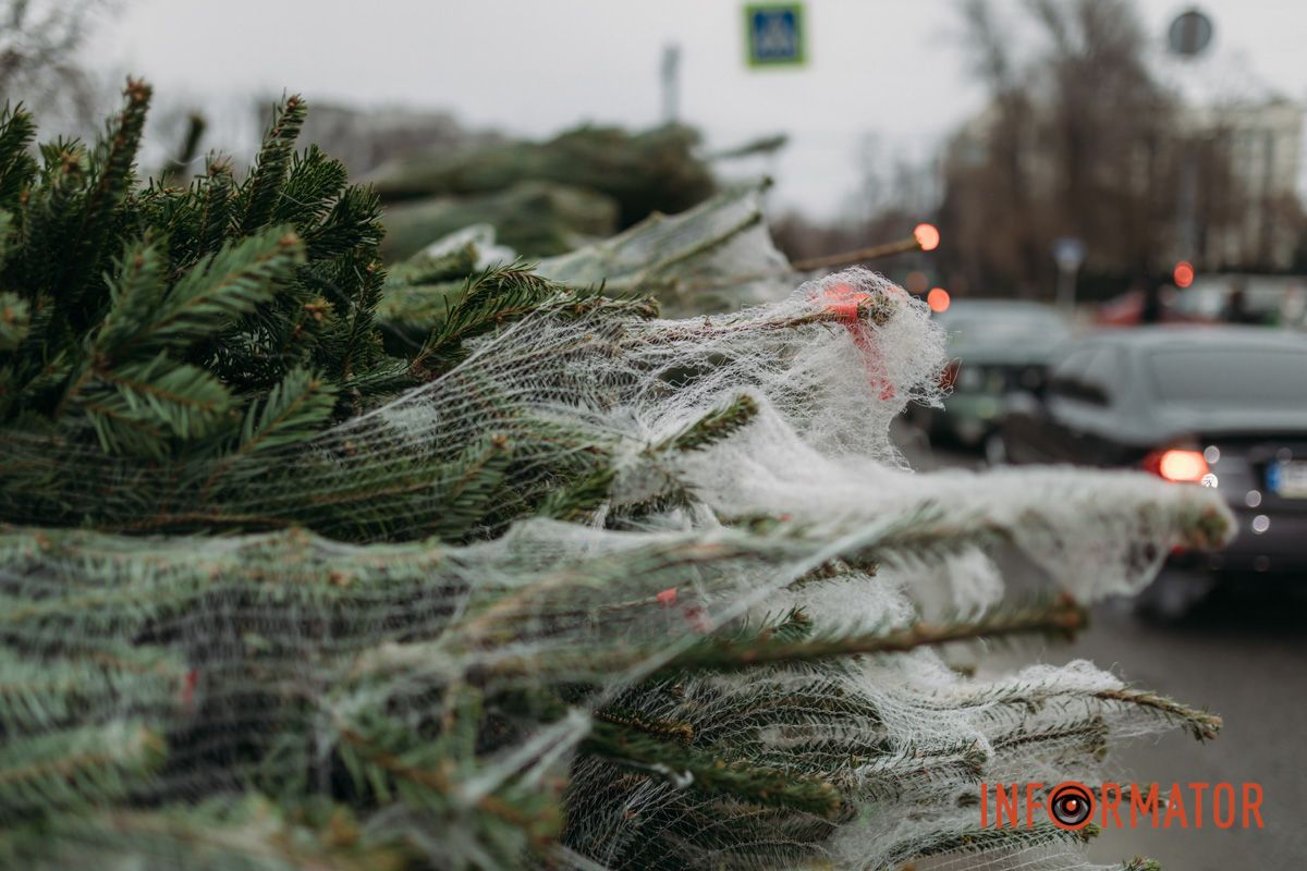 До двох тисяч гривень за дерево: у Дніпрі на проспекті Поля продають ялинки 11