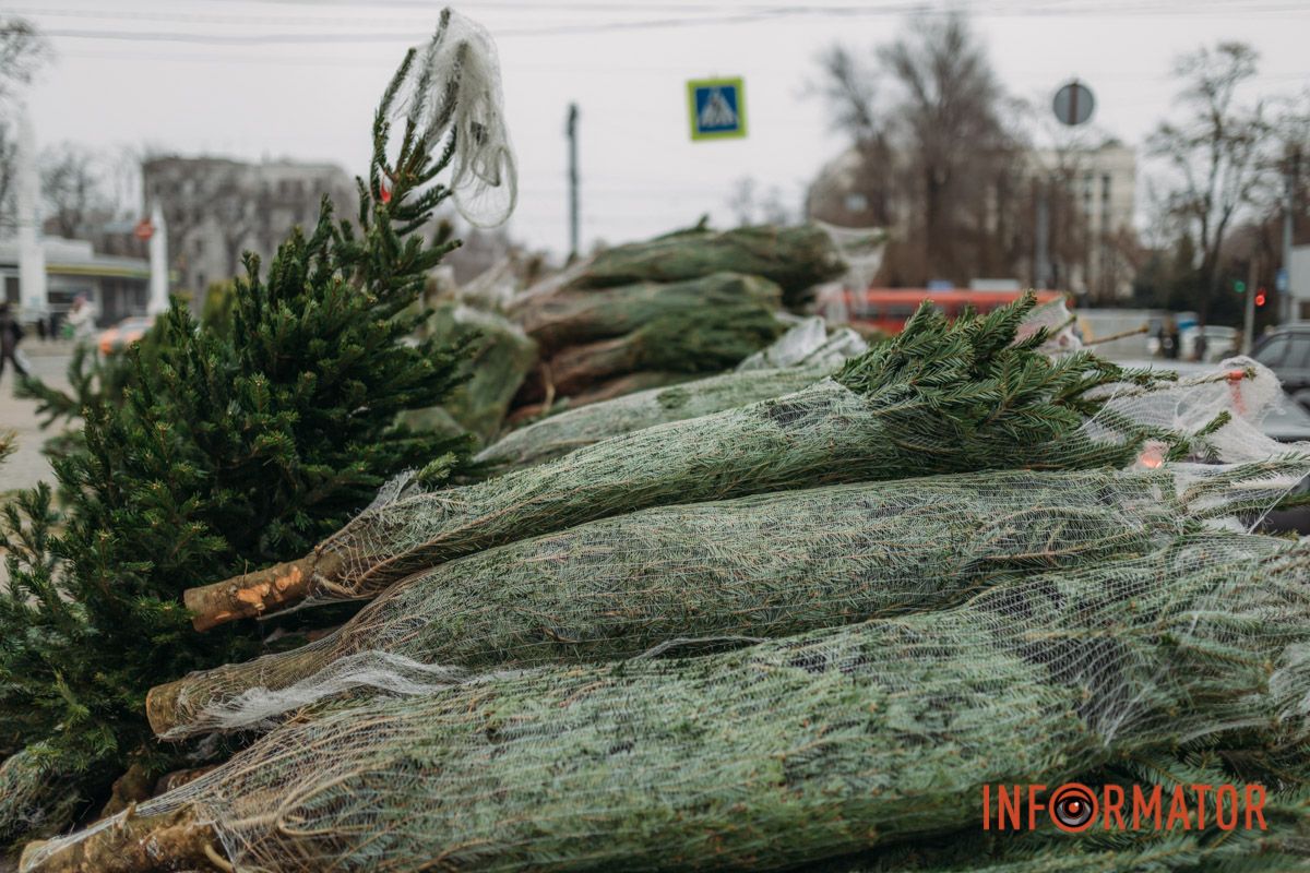 До двох тисяч гривень за дерево: у Дніпрі на проспекті Поля продають ялинки 12