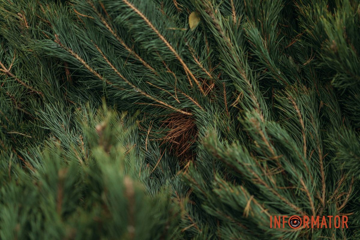 До двох тисяч гривень за дерево: у Дніпрі на проспекті Поля продають ялинки 13