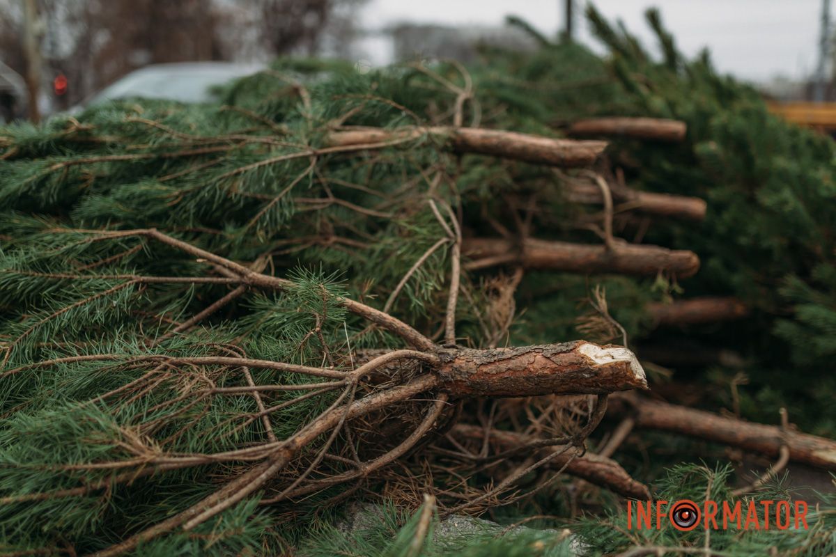 До двох тисяч гривень за дерево: у Дніпрі на проспекті Поля продають ялинки 14