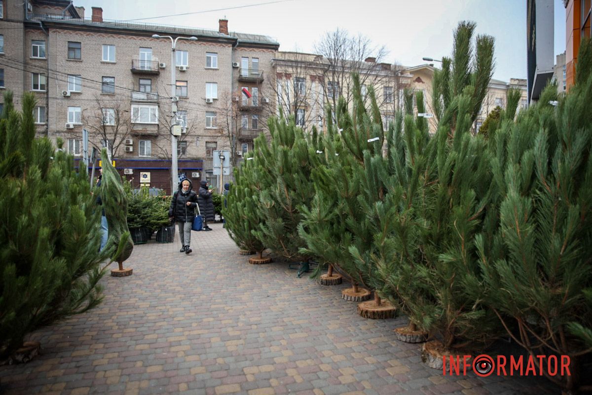 В Днепре стартовала продажа главных новогодних атрибутов Цены растут и шокируют: сколько стоят новогодние елки на