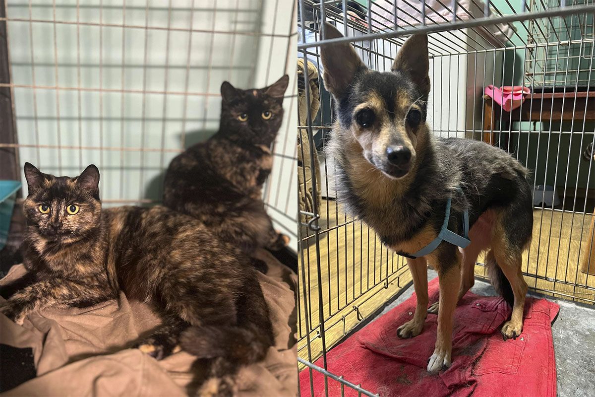 Могут стать вашими верными друзьями Могут стать вашими верными друзьями