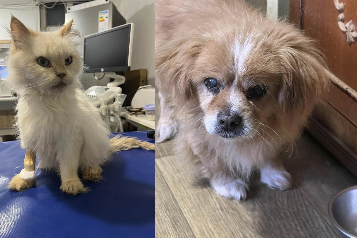 Убежище «Лучик надежды» Убежище «Лучик надежды»