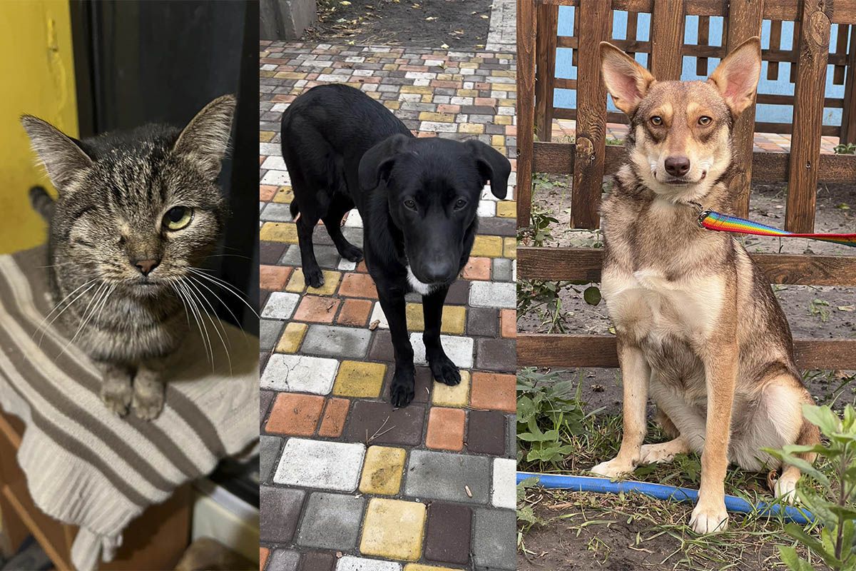 Все они ищут новые семьи Все они ищут новые семьи