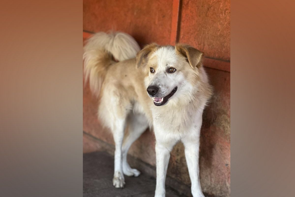 В поисках хозяина В поисках хозяина