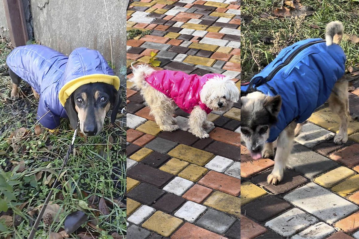 Убежище "Лучик надежды" Убежище "Лучик надежды"