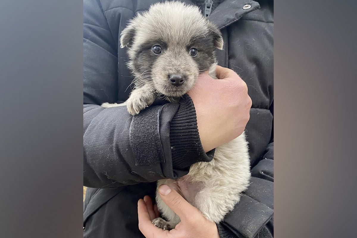 Подаруйте щастя та турботу: у Дніпрі песики та котики шукають собі домівку 2