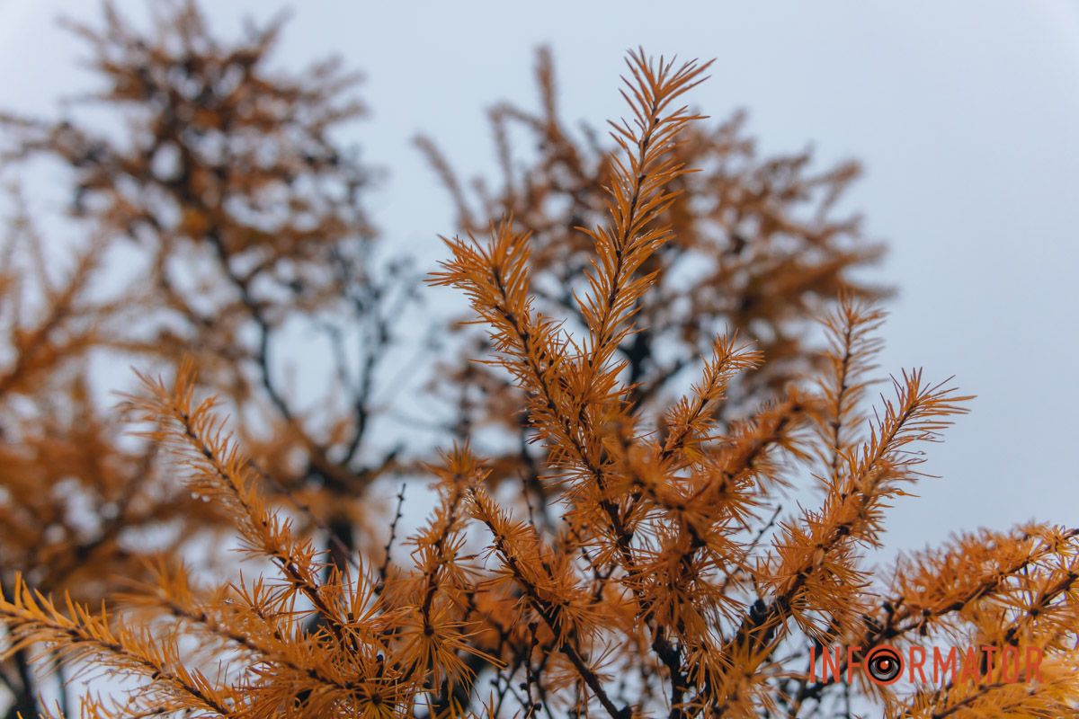 Ґотем чи Сайлент Хілл: Дніпро «потонув» у тумані 30