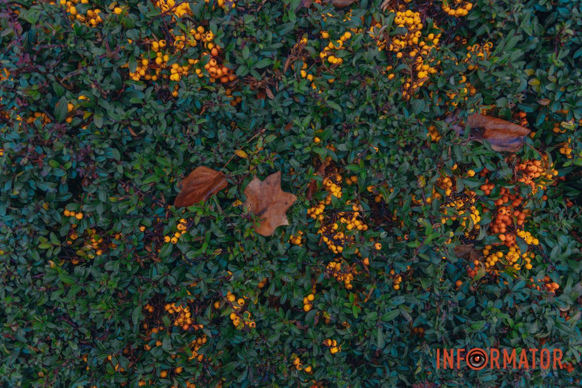 Ґотем чи Сайлент Хілл: Дніпро «потонув» у тумані 24