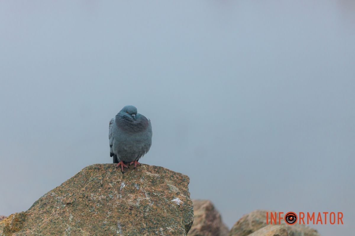 Ґотем чи Сайлент Хілл: Дніпро «потонув» у тумані 20