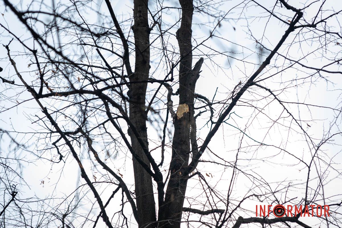 Пробила лобове скло: у Дніпрі на Незалежній величезна гілка впала на ВАЗ 8