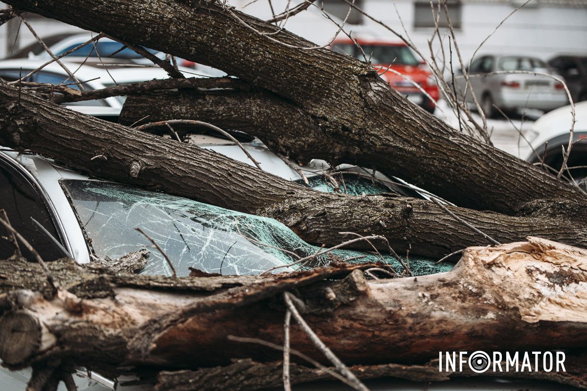Цікаво, що на дереві ми побачили спеціальну позначку - хрест