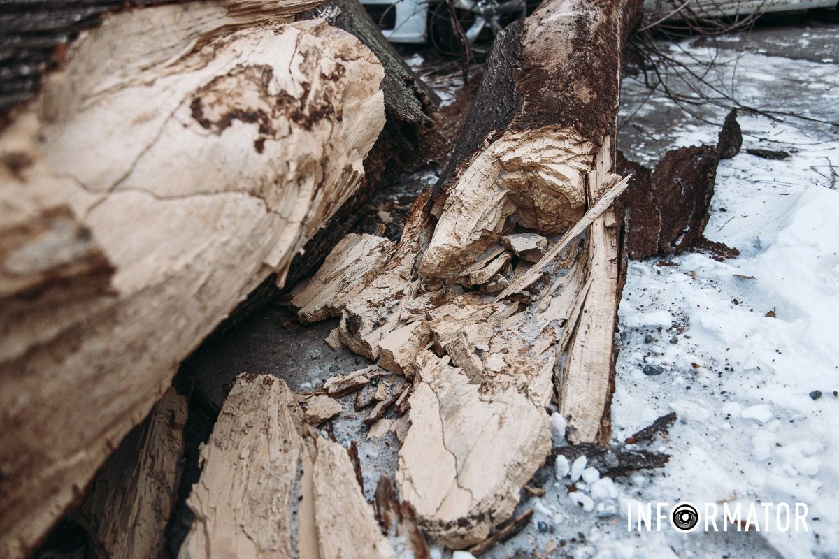Це дерево підлягало спилу