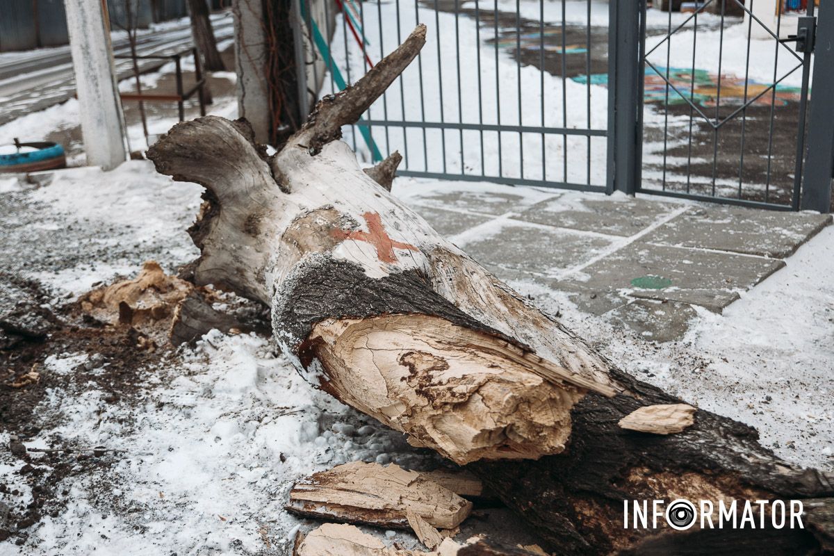 Дерево від падіння розламалося