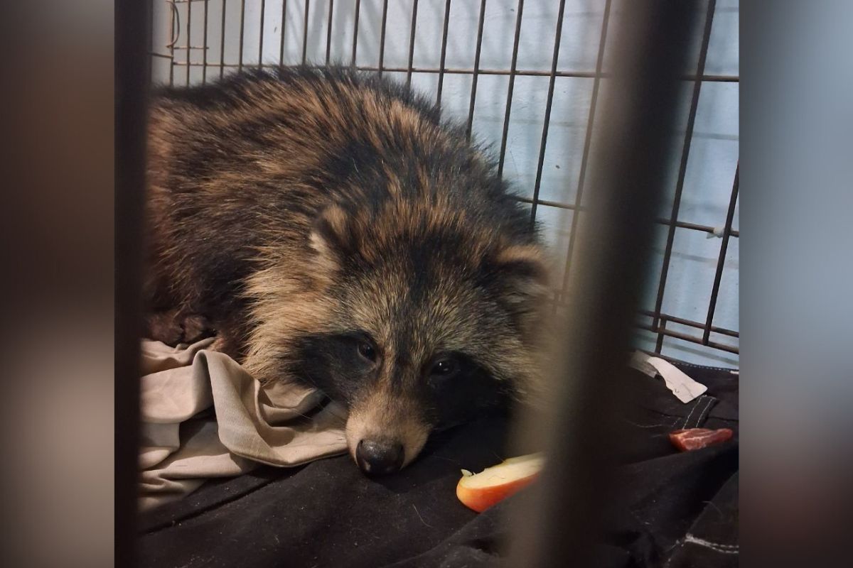 В Днепре, в районе улицы Калиновой, нашли енотовидную собаку