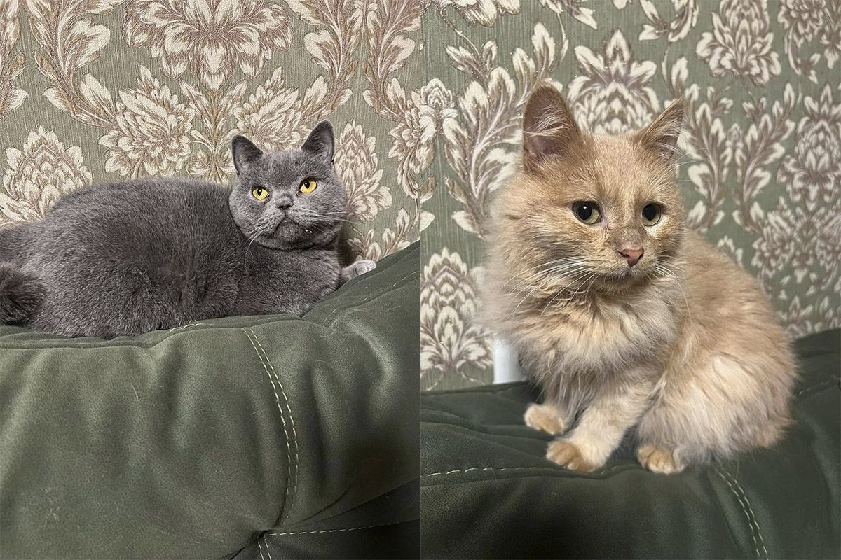 Шукають нові родини Шукають нові родини